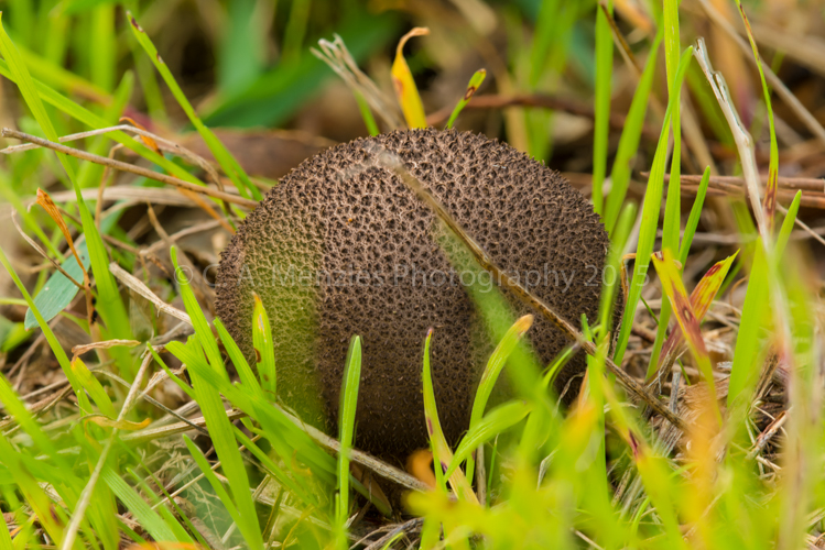 Puffball