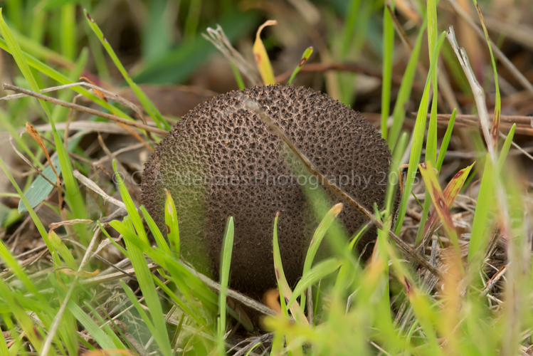 Puffball Pre Calibrated Monitor to Printer